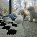 Cozy Doggie (코지도기) 이미지