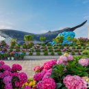 2025 장생포 수국 페스티벌, 울산 여름 꽃축제 추천
