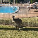 P-6521 | 🇦🇺 호주 퍼스 와우호주 칼바리 투어 3일차 : 핑크호수, 피나클스 사막, 일론머스크 스타링크, 별빛투어...