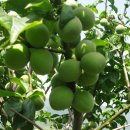 황재농장 이미지