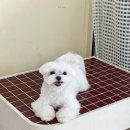 퍼피돌 이미지