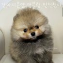 강아지분양 멍블랑 인천청라본점 이미지
