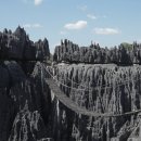 바오밥나무 이미지