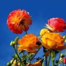 아네모네