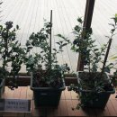 인안초등학교 이미지