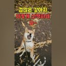 강아지와 산책 이미지