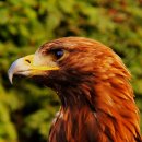 닭이랑전이랑 이미지