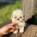 낭만펫 강아지분양 고양이분양 대전 본점 | 강북강아지분양 믿음직한곳 찾았어요