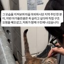 동물보육원 용인지부 이미지