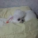 헤브어굿데이 이미지