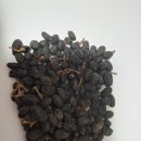 여정실(女貞實)의 효능 이미지