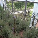 하누리 농장 이미지