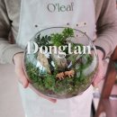 이끼 테라리움 만들기 동탄 원데이클래스 올리프 후기