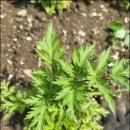 이명은 농장 이미지