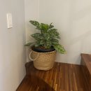 오소록헌디 이미지