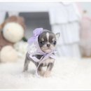 더펫 강아지분양 고양이분양 일산본점 이미지