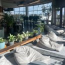 코우코알라 이미지