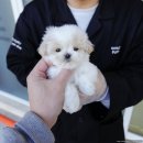 대구강아지분양 퍼피얌 이미지