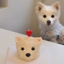 댕수무강 | 건강한 대구 강아지케이크 댕수무강 후기 넘귀여워 ~