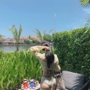 린2023(Rin2023) | 🇻🇳 베트남 다낭, 호이안여행 9박10일 / 베이리조트, Bay Resort Hoian, old town, 윤식당, YMa, 에그...