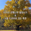 의령 세간리 은행나무 | [은행나무 여행]의령 세간리 은행나무 절정 시기&amp;창녕 영산 만년교 드라이브