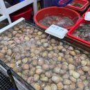 송림수산 | 서해안 서천특화시장 새조개 가격 겨울 바다 제철 먹거리 꼴뚜기 호래기회 추천