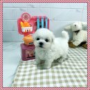 마마스미독 강아지분양 대전점 이미지