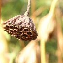 호암가든 이미지