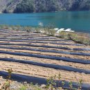 마가목민박 이미지