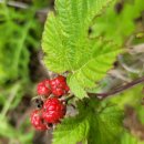 산딸기목장 이미지