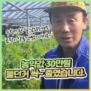 토마토재배 농약값은 절약하고 친환경으로 재배하는 방법!