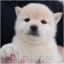 장흥켄넬 | 장흥강아지분양 무럭무럭 크는 모습 볼 때마다