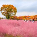 성지연꽃길 | 전국 핑크뮬리 명소 TOP10 가을보다 먼저, 마음이 물드는 분홍빛 여행 (+ 꽃말, 개화시기)