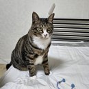 (주)오르카 | [내돈내산] 오르카홈 고양이 털 안 붙는 이불 실사용 n개월 이렇게 솔직할 수 없는 솔직 후기 | 고앵 2마리