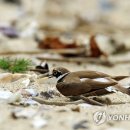 꼬마둥지 이미지