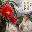 ＜화옹＜和翁＞ 시(詩) 단상(斷想)＞ 이탄선인장(二綻仙人掌) 이미지