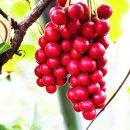 이나푸드 이미지