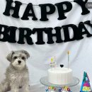 월 스트리트 애견유치원 이미지