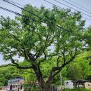 느티나무공인중개사사무소 이미지