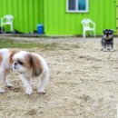 보라애견 이미지