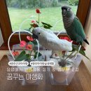 꿈꾸는 야생화