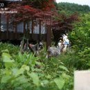코리아 애견 이미지