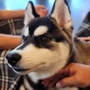 마이몽몽 이미지