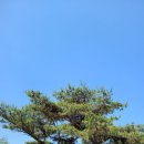 푸른소나무 이미지