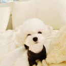 탑클래스 펫 이미지