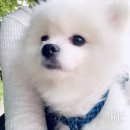호텔스 컴도그 | 부산 애견 놀이방/미용/병원 다녀온 후기!
