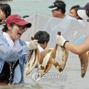 제주 표선해비치해변서 내달 1∼2일 하얀모래축제 이미지