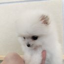 투썸펫 이미지