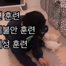 강아지는 내 운명 이미지