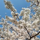 단양농협 단성지점 이미지